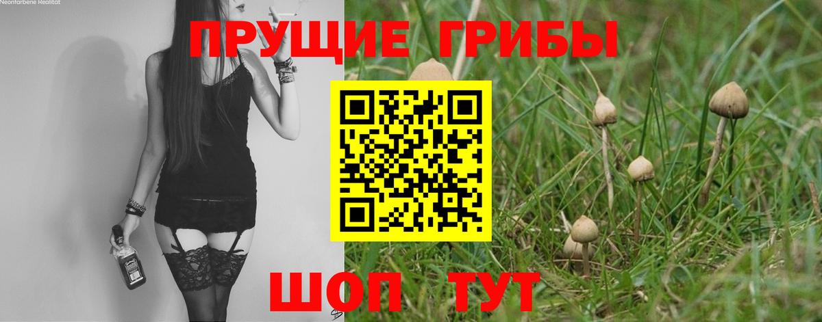 Галлюциногенные грибы Psilocybe Усолье-Сибирское